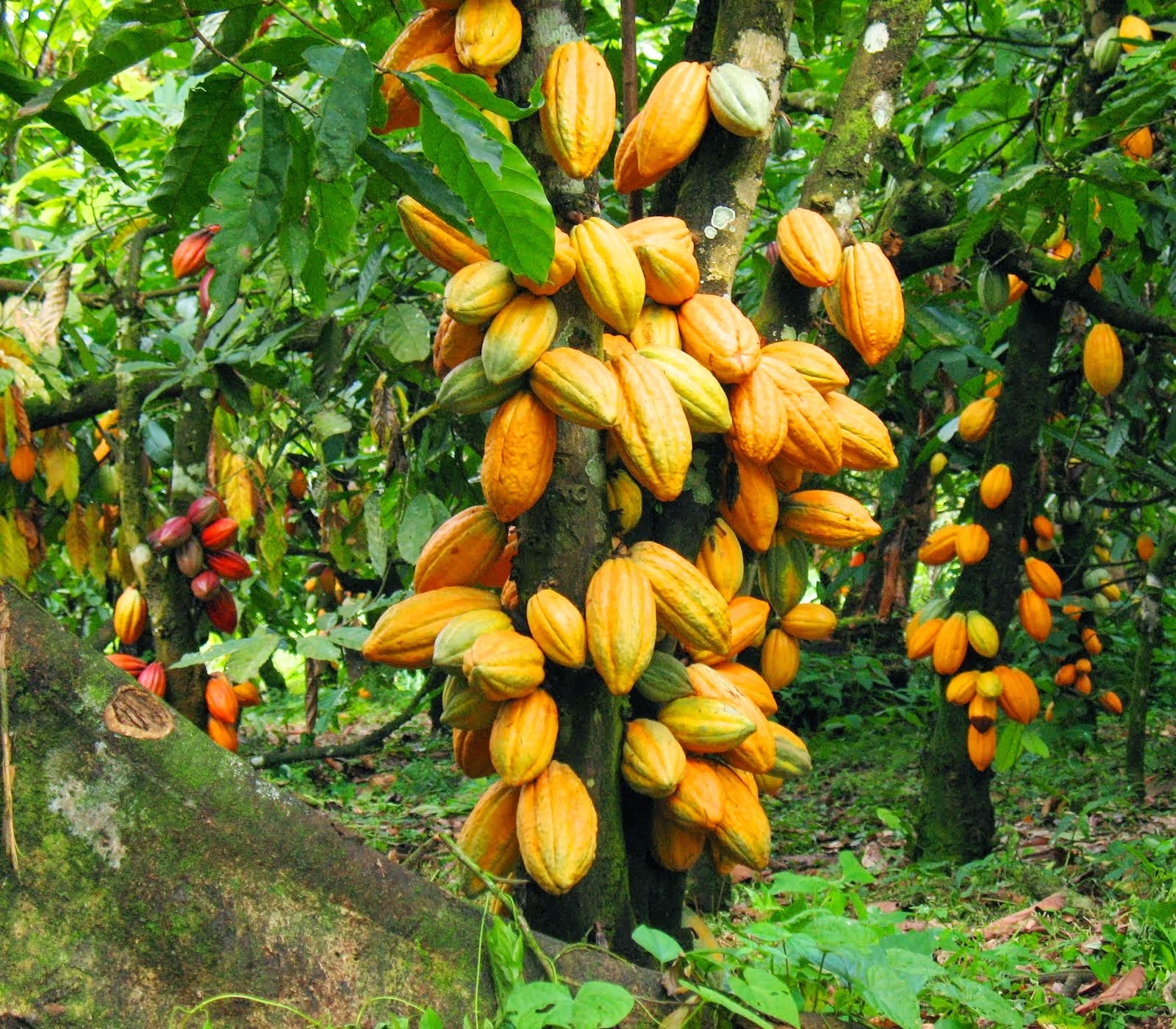 Ripe cocoa pods growing on trees