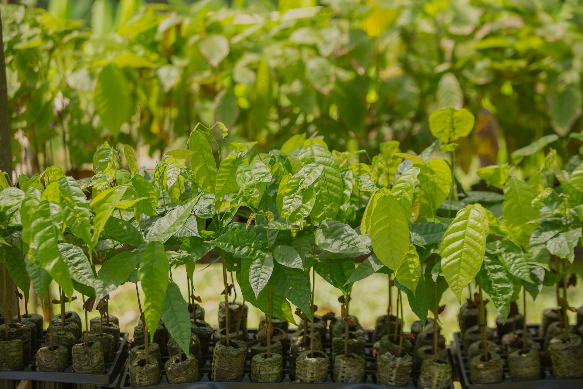 Cultivation stage of cocoa production