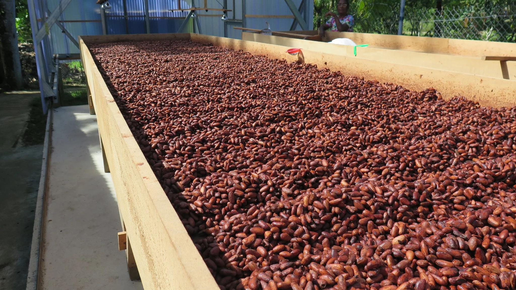 Drying & grading stage of cocoa production