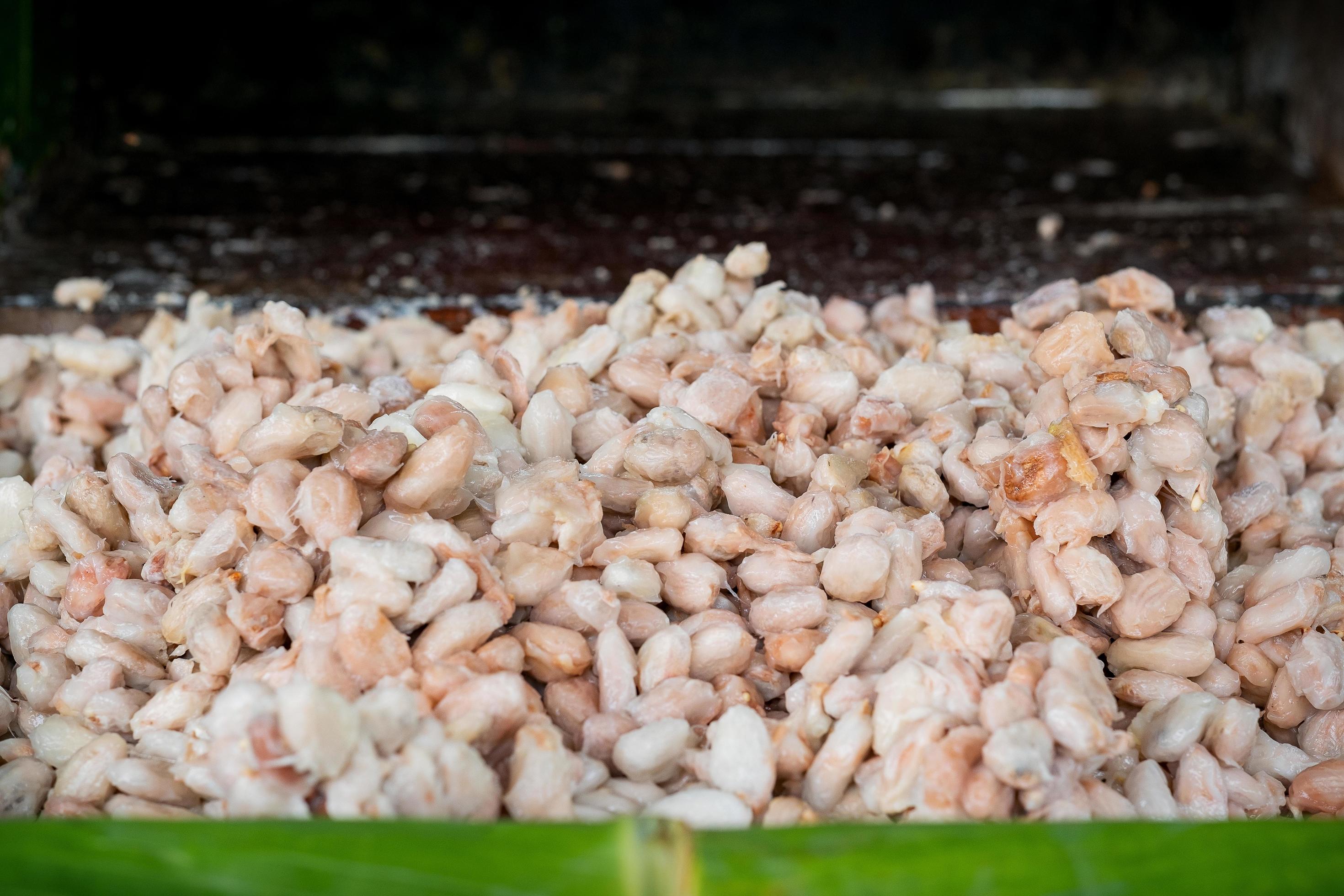 Fermentation stage of cocoa production