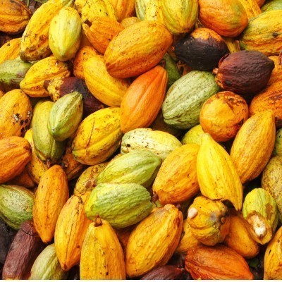 Freshly harvested Nigerian cocoa pods