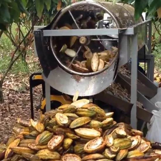 Pod breaking stage of cocoa production